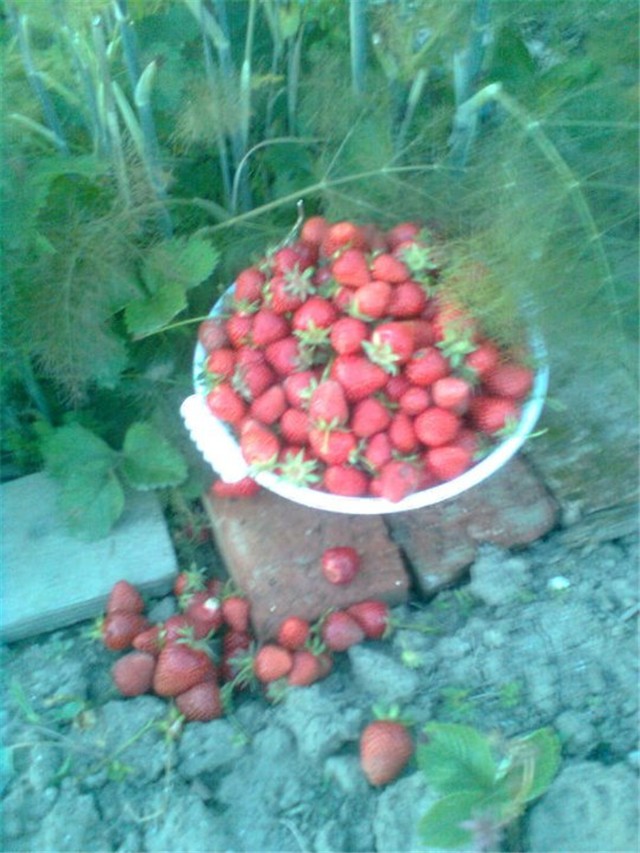 jagode i komorač